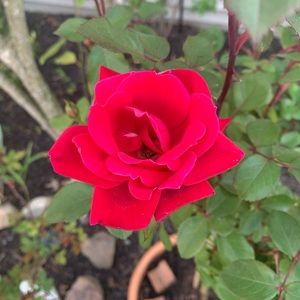 Meet your Posher, Venice